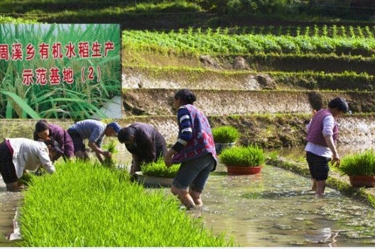 周溪水稻示范基地用上太阳能杀虫灯【图片案例】