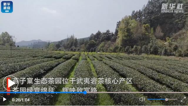 用了太阳能杀虫灯的福建生态茶园长啥样