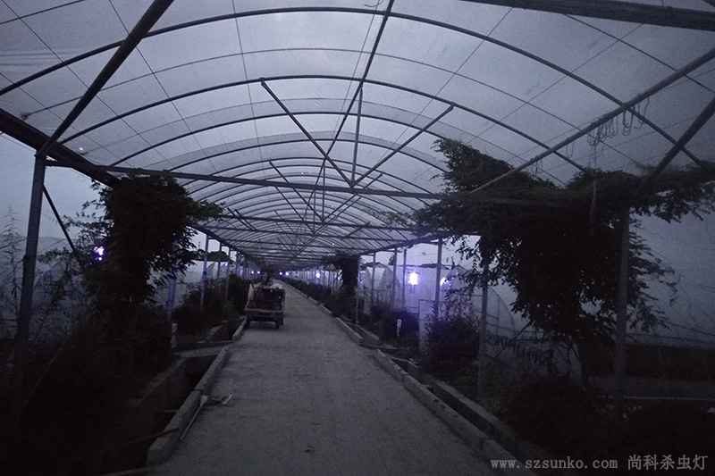 蔬菜种植基地大棚太阳能杀虫灯使用效果