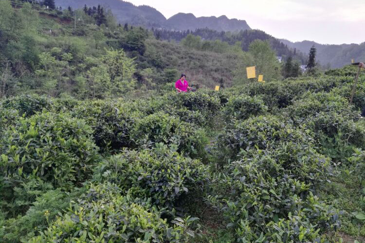 贵州哚贝古茶树基地茶园